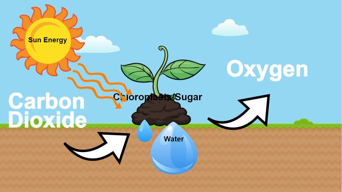 Photosynthesis - web