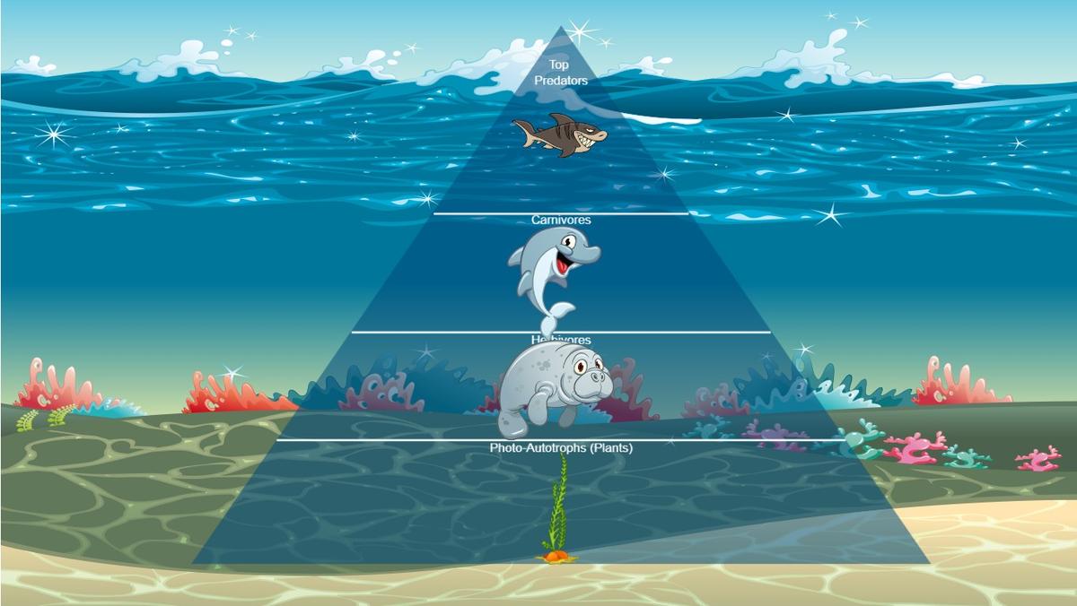 Ocean Ecological Pyramid