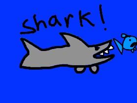 Shark! 1 1