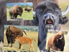 Bison