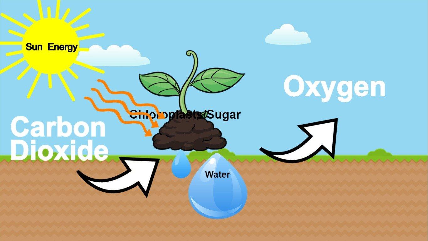 Photosynthesis - web