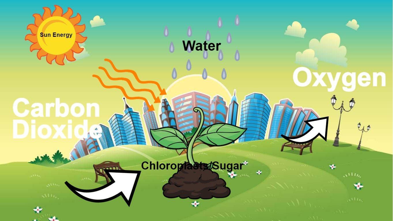 Photosynthesis - web