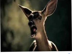 screaming deer