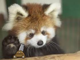 red panda