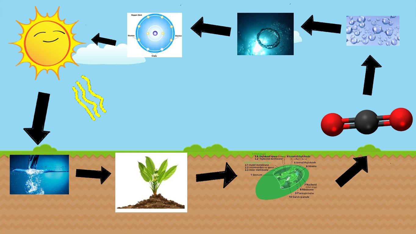 Photosynthesis - web