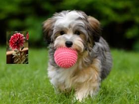 hunden med ballen