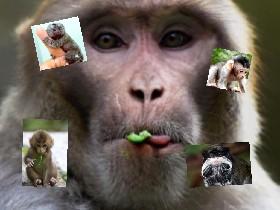 Monkeys 1