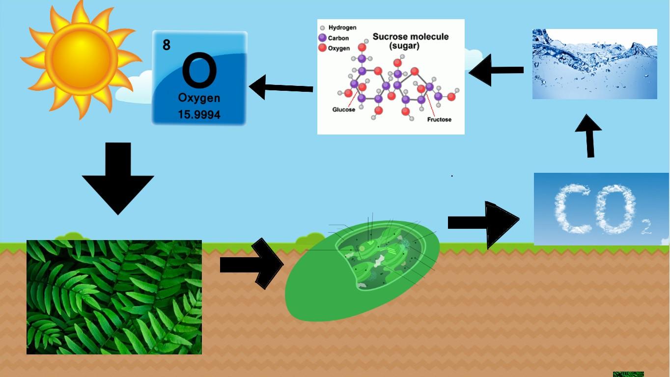 Photosynthesis - web