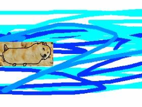 doge swim