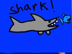 Shark!