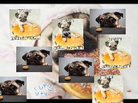 lm living pug life 1