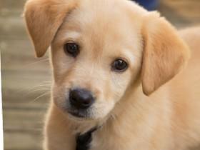 Golden retriever puppy 1
