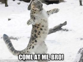 snow leopard meme