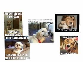 Dog edition memes