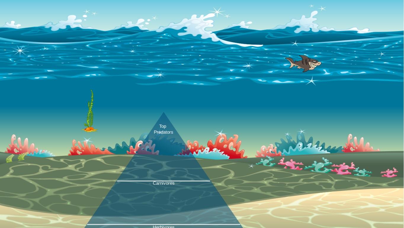 Ocean Ecological Pyramid