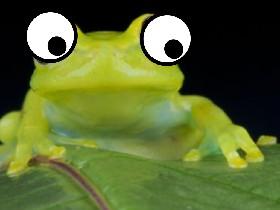 mr.not okay froggy