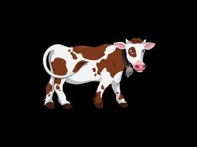 Quiz cow