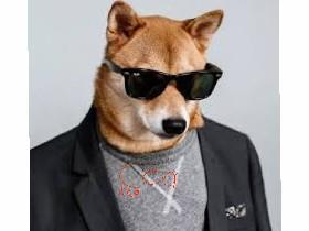 cool dog