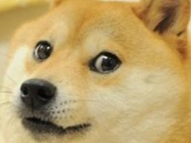 Much Doge 1