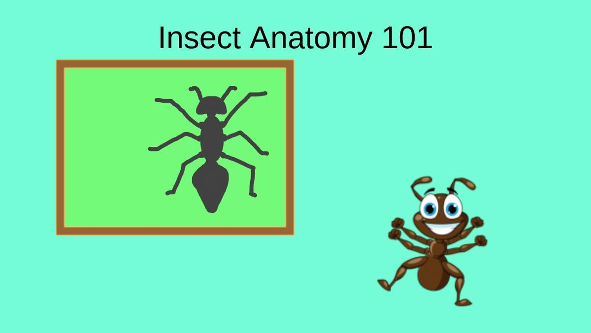 Insect Anatomy - TEMPLATE