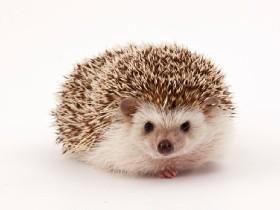 hedgehog