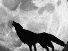 moon wolf