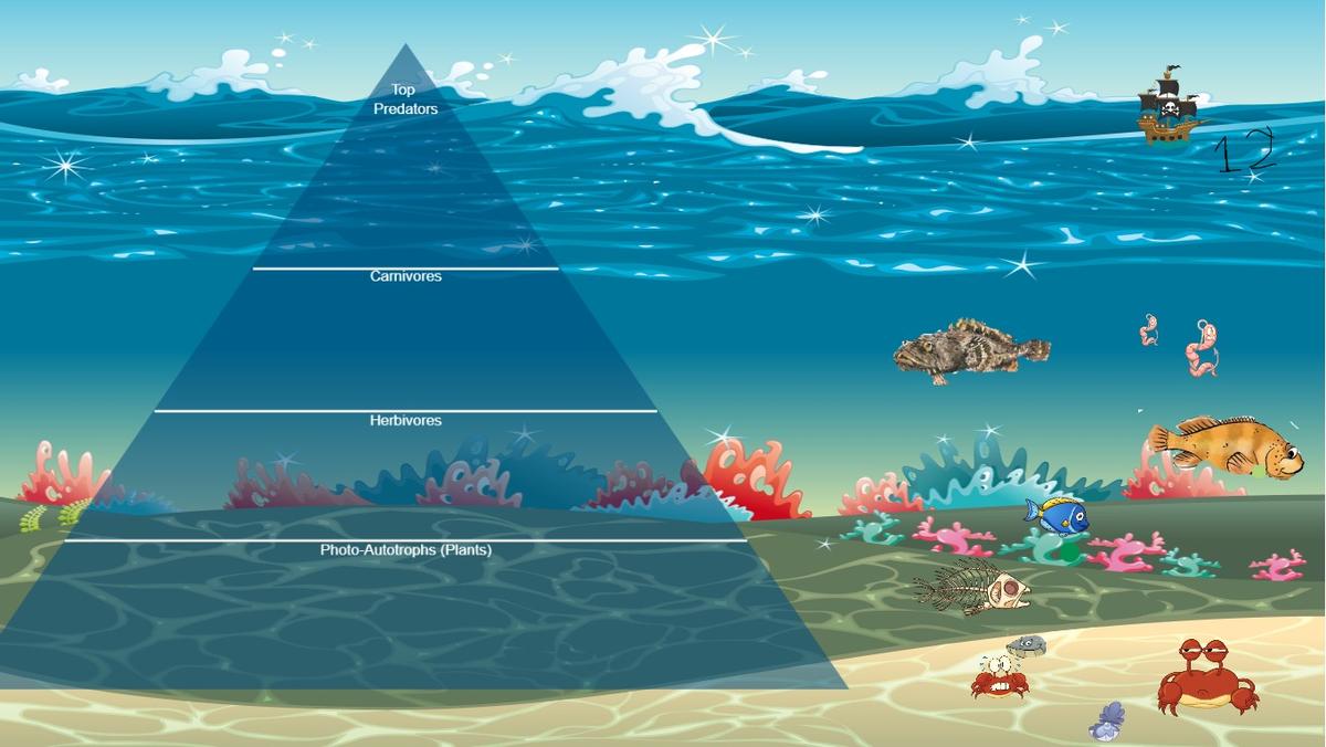 Ocean Ecological Pyramid