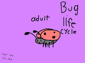 insect life cycle