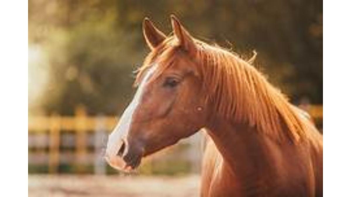 happy horse