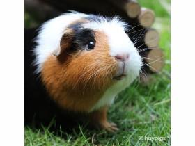 guinea pigs