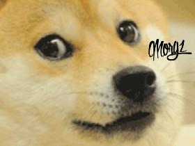 Chat with Mr. Doge 1