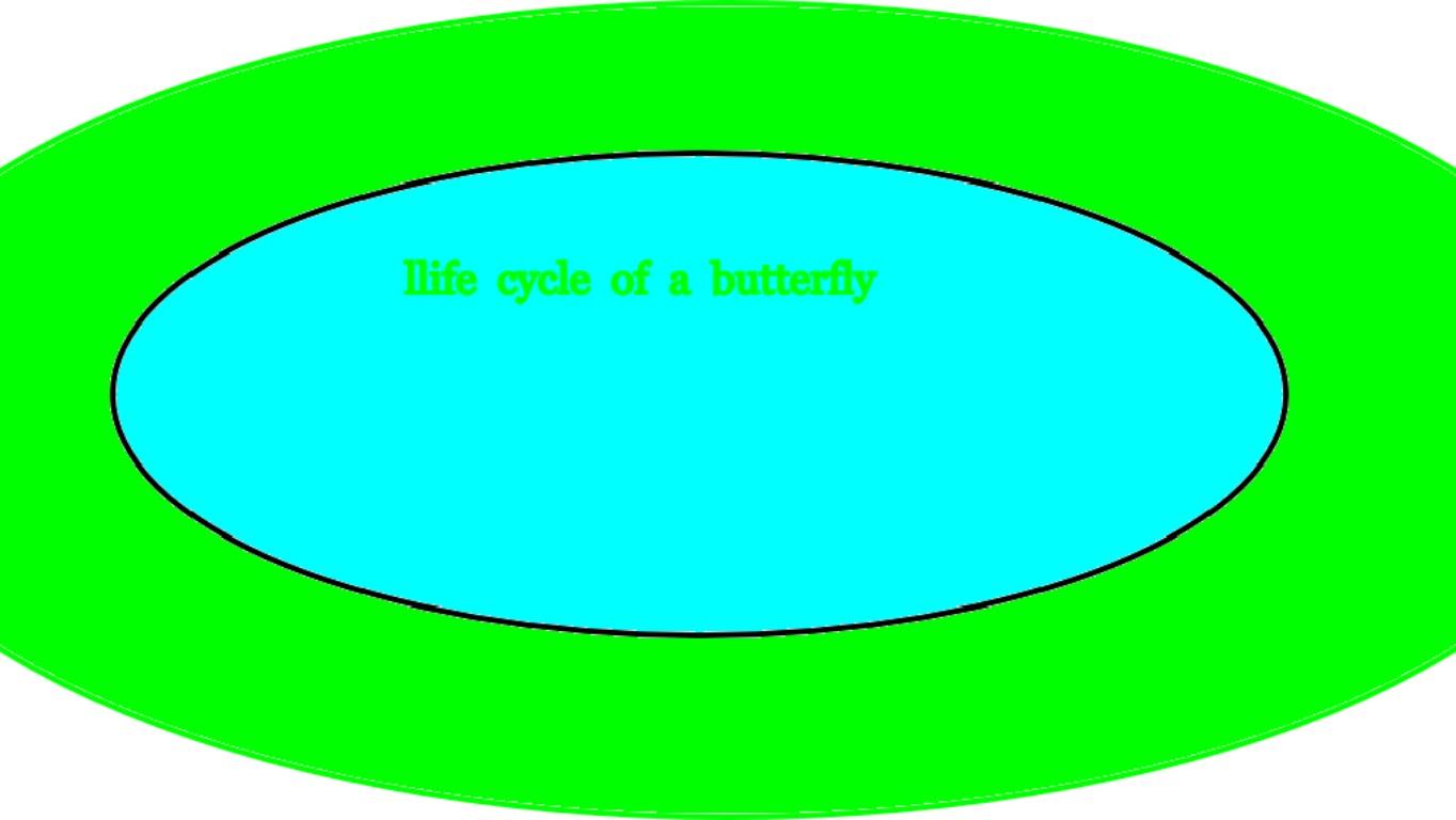 Butterfly Life Cycle