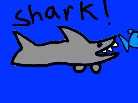 Shark! 1 1