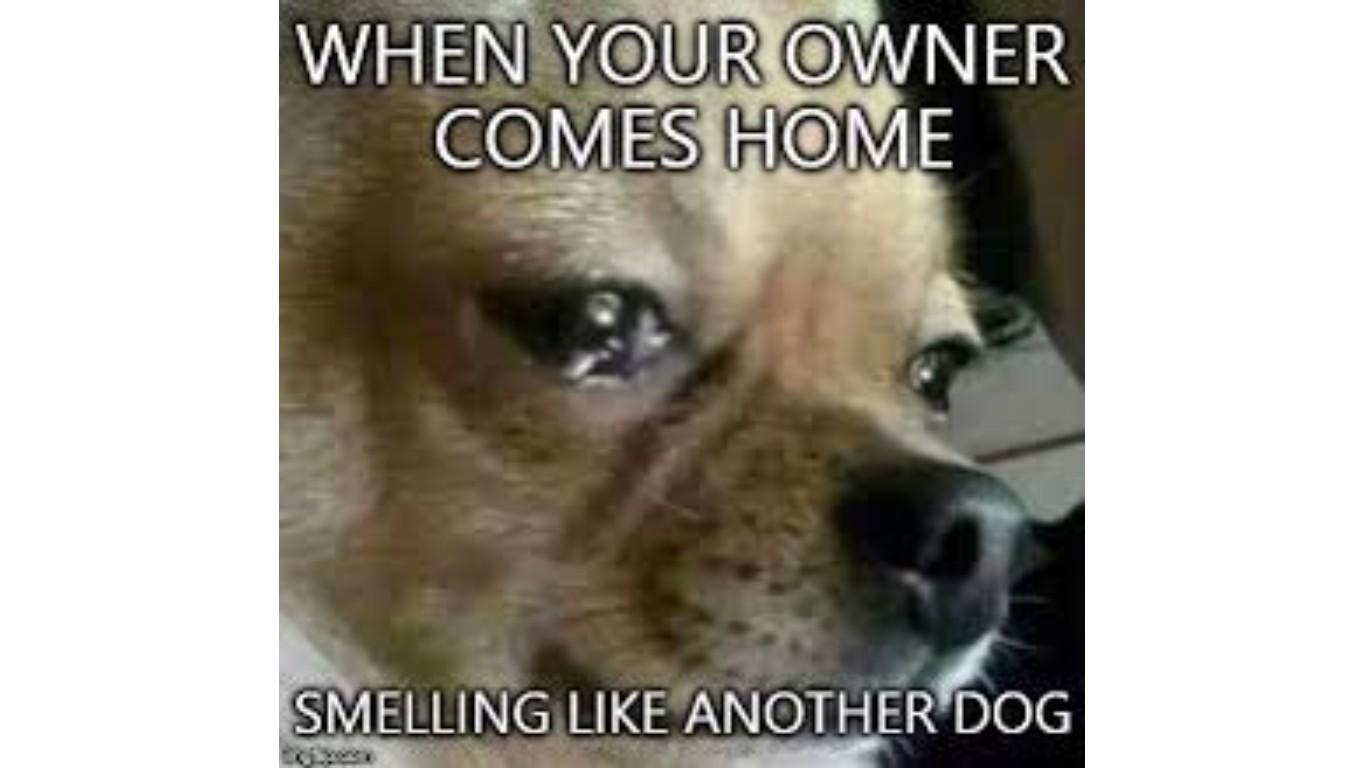 POOR DOG