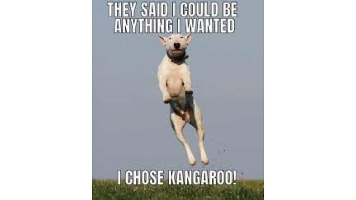 I CHOSE KANGAROO