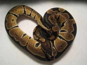 heart snake