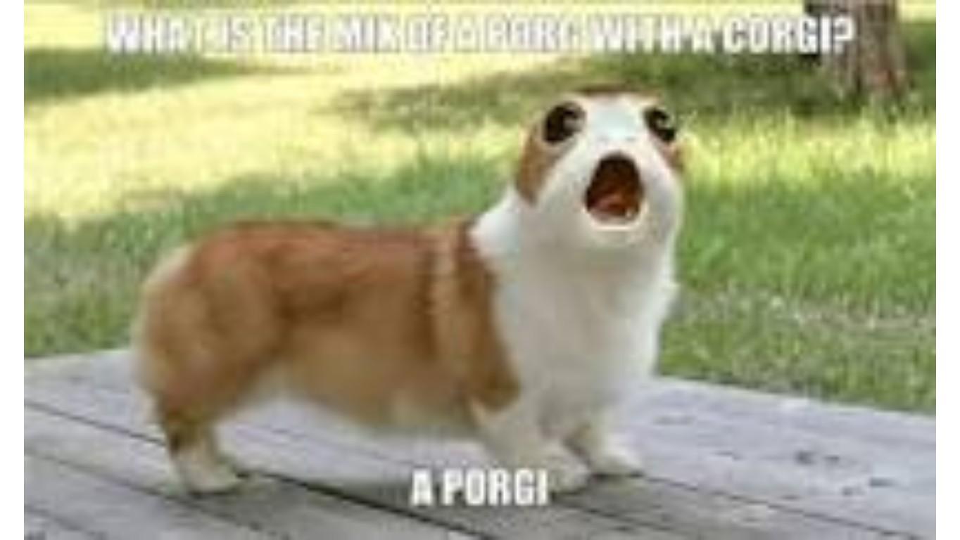 porgi