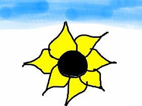 sun flower