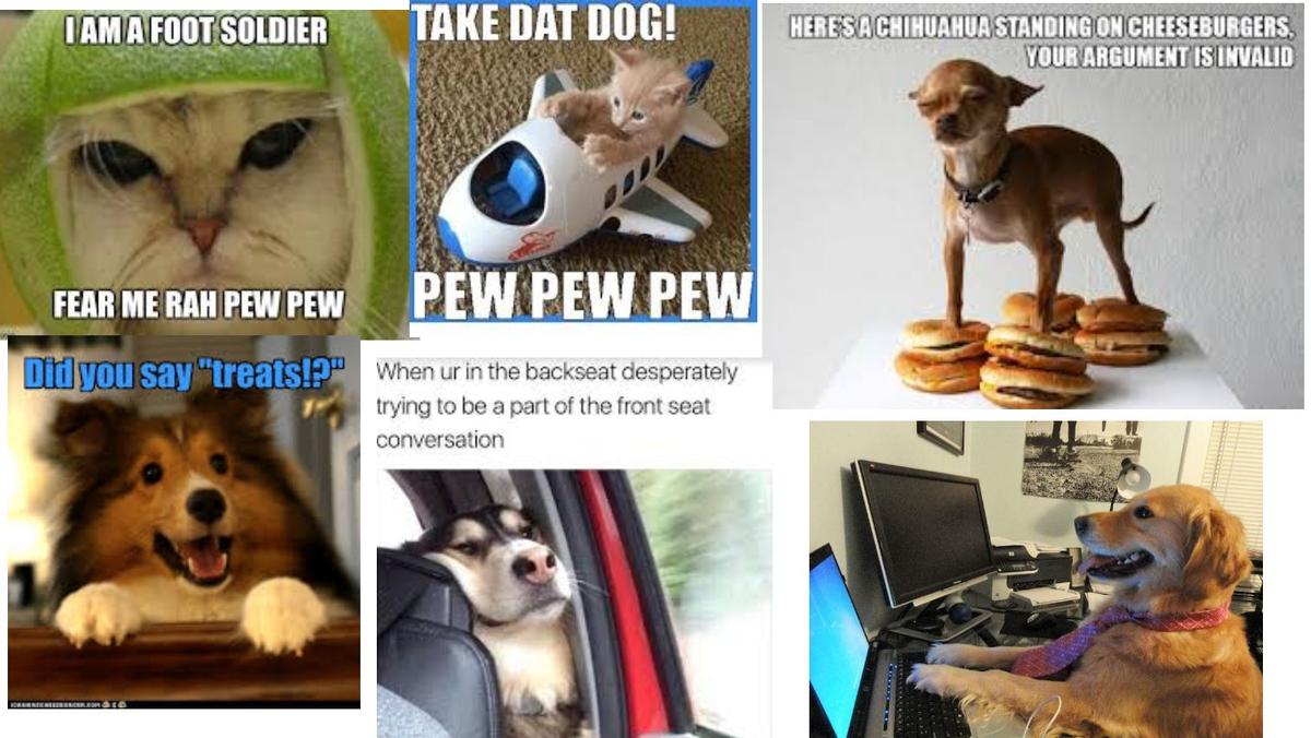 dog memes