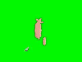 Pig chase!!!