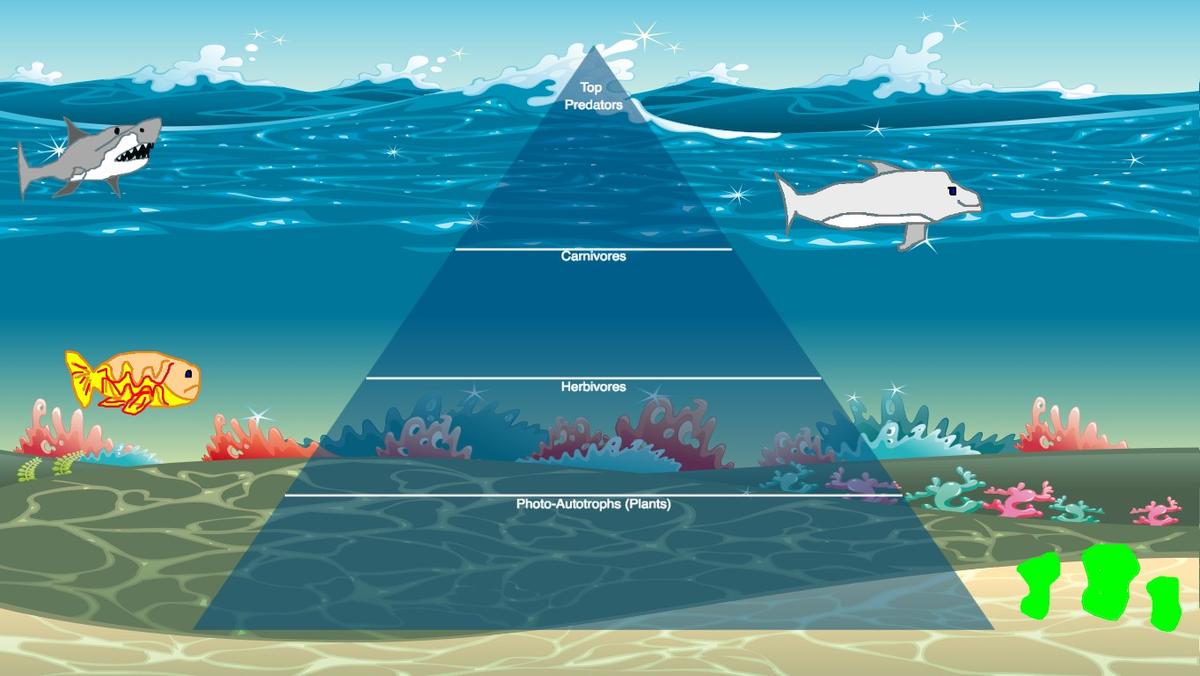 Ocean Ecological Pyramid