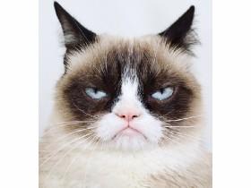 talk to grumpy cat