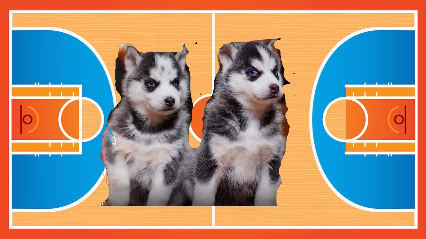 husky basketbal