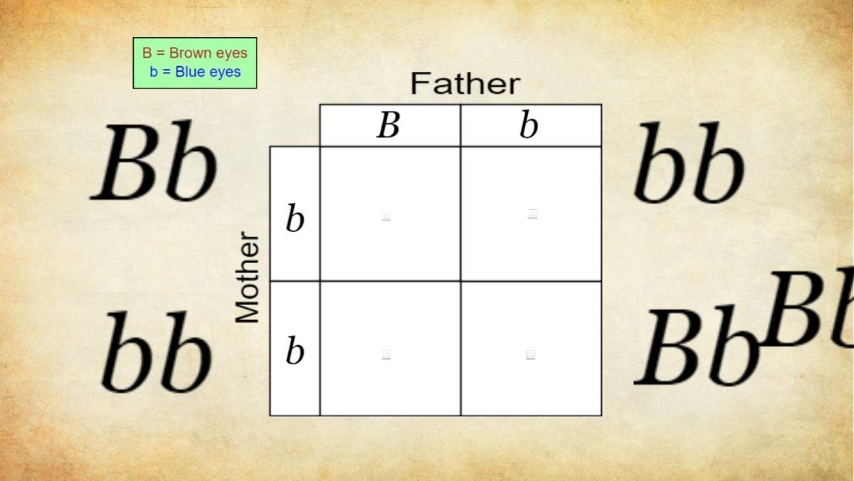 Punnett Square - TEMPLATE