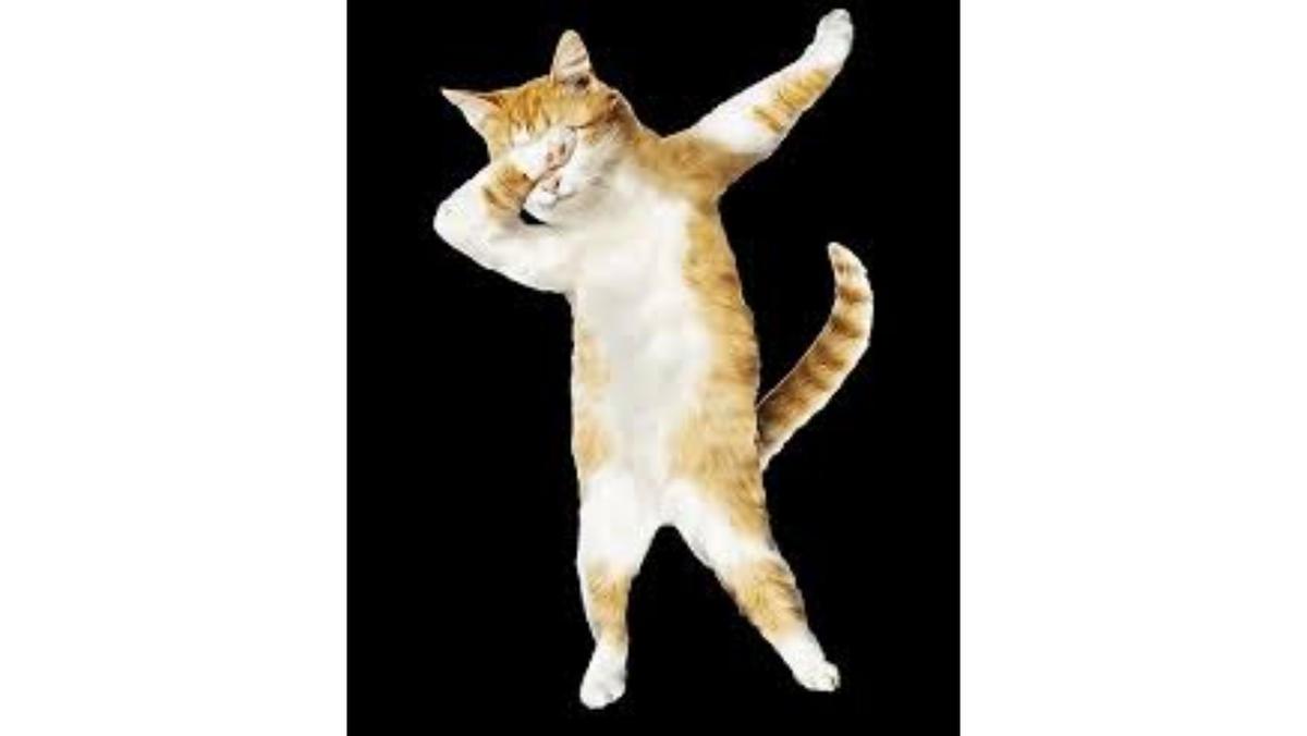 DAB CAT