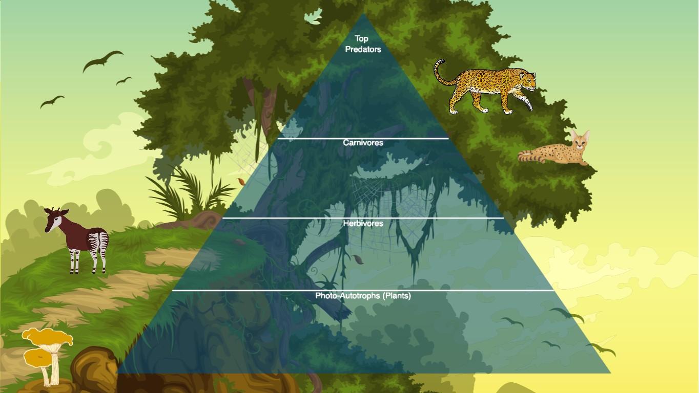 Animal Life Pyramid