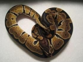 heart snake 1