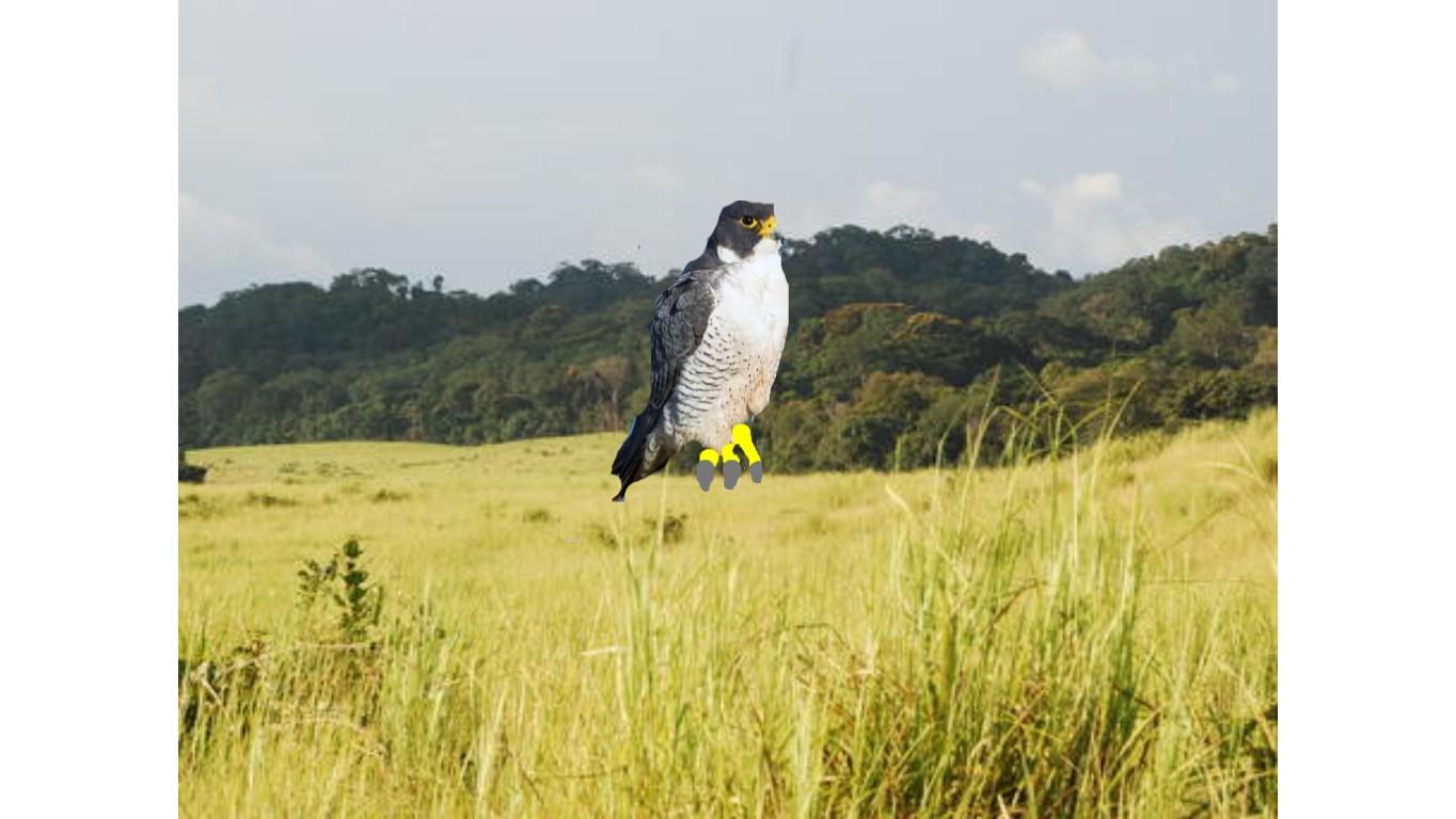 grasslands