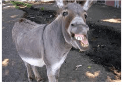 donkey clicker