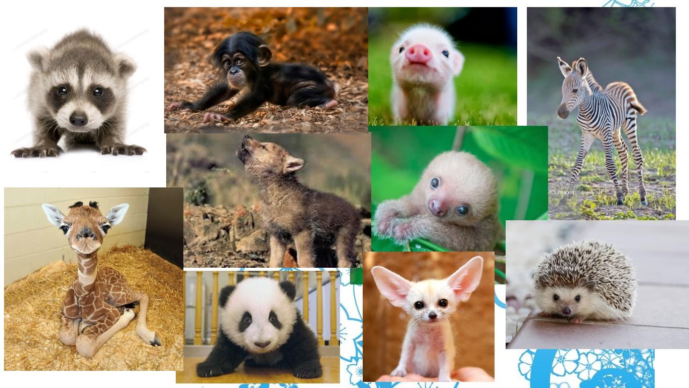 cute baby wild animals